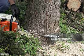 Professional Tree Care in Newark, TX
