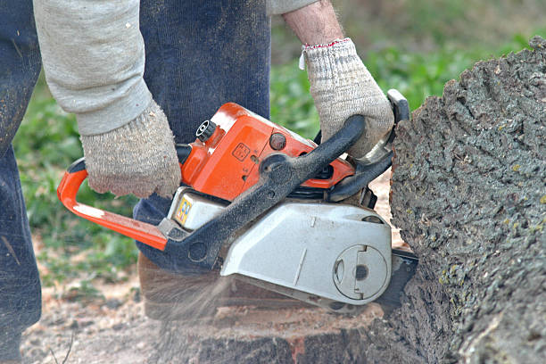 Best Tree Risk Assessment  in Newark, TX
