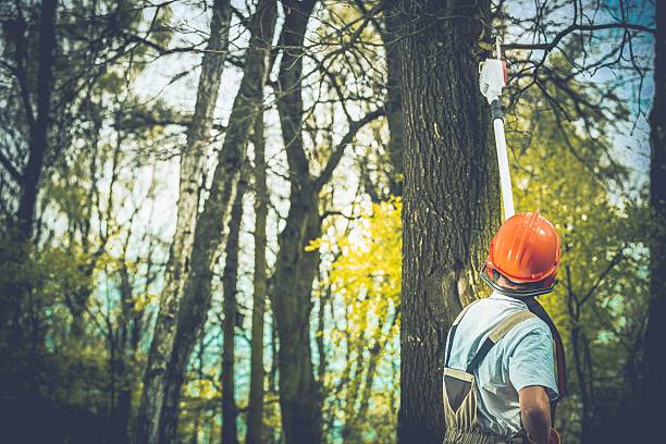Best Lot and Land Clearing  in Newark, TX