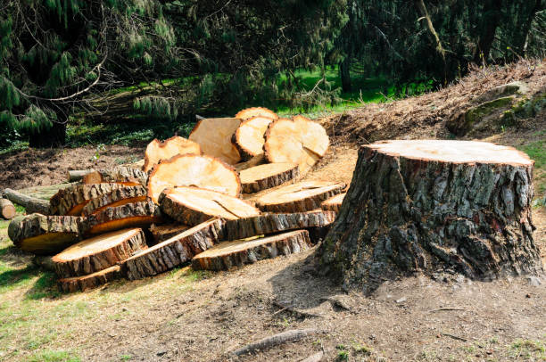 Best Emergency Tree Removal  in Newark, TX